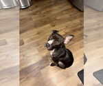 Small Mutt