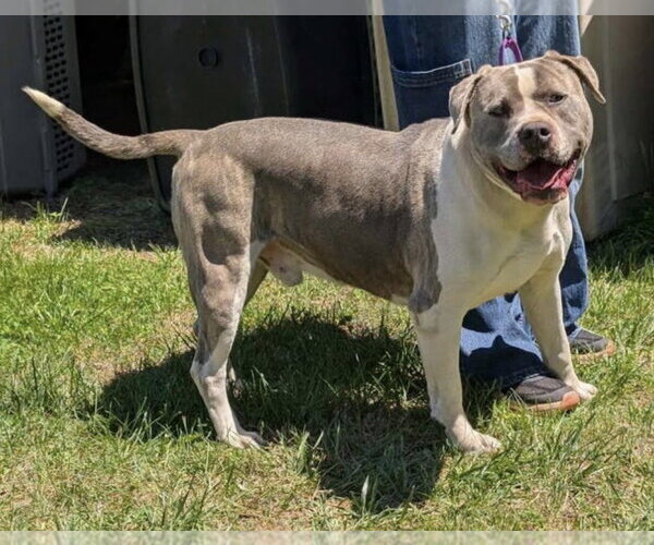 Medium Photo #8 Mutt Puppy For Sale in Rustburg, VA, USA