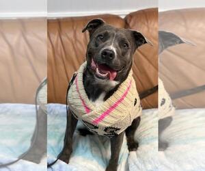 Jasmine - Female Mutt Dog for Adoption - Photo #11