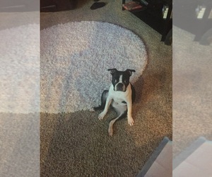 Boston Terrier Puppy for sale in W DES MOINES, IA, USA