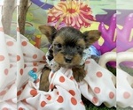 Small #3 Yorkshire Terrier