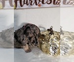 Small Photo #10 Labradoodle Puppy For Sale in SAN ANTONIO, TX, USA