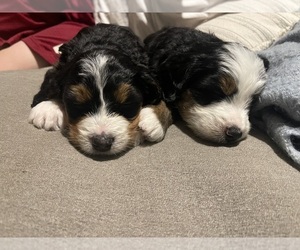 Medium Bernese Mountain Dog-Miniature Bernedoodle Mix