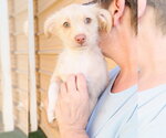 Small #3 Chihuahua Mix