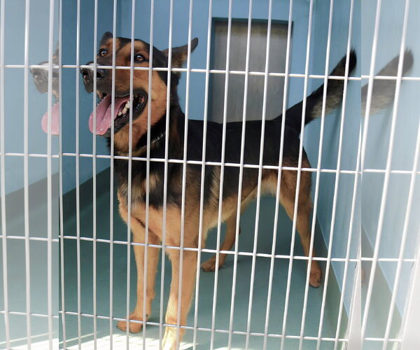 Medium Photo #2 German Shepherd Dog Puppy For Sale in Pasadena, CA, USA