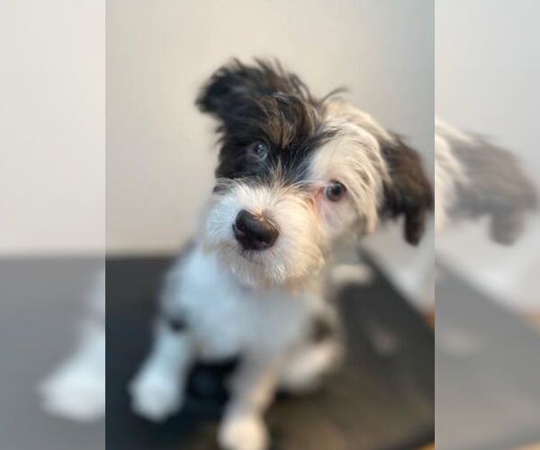 Medium Photo #9 Mutt Puppy For Sale in Cranston, RI, USA