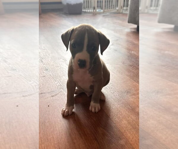 Medium Photo #4 American Pit Bull Terrier-Unknown Mix Puppy For Sale in Germantown, OH, USA