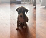 Small #3 American Pit Bull Terrier Mix