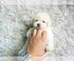 Small Photo #1 Maltipoo-Unknown Mix Puppy For Sale in FULLERTON, CA, USA