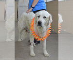 Small #2 Great Pyrenees Mix
