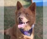 Small Chow Chow Mix