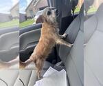 Small Chihuahua Mix