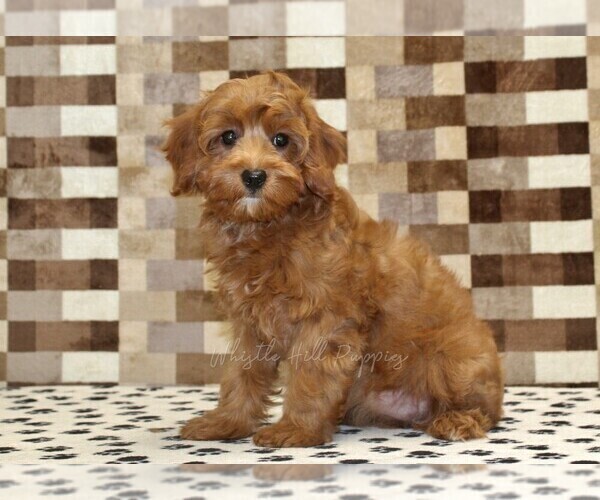 Medium Photo #4 Cavapoo (Miniature) Puppy For Sale in DENVER, PA, USA
