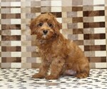 Small #3 Cavapoo (Miniature)