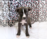 Small #20 American Staffordshire Terrier-German Shepherd Dog Mix