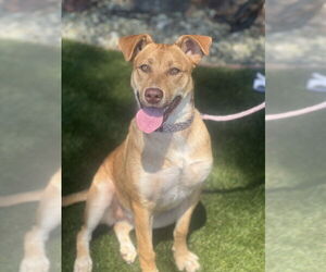 Hazel - Female Carolina Dog-Unknown Mix Dog for Adoption - Photo #3
