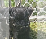 Small Photo #9 Pug Puppy For Sale in HILLSDALE, MI, USA