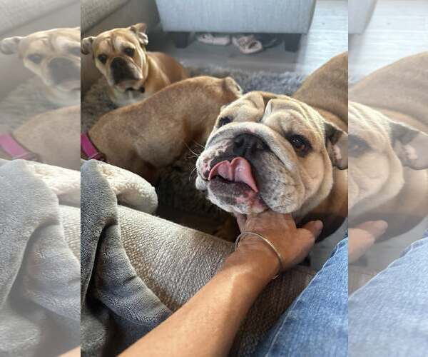 Medium Photo #3 Bulldog Puppy For Sale in Jackson Township, NJ, USA