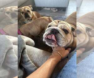 Sweet Potato - Female Bulldog Dog for Adoption - Photo #3