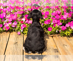 Small #9 Schnauzer (Miniature)