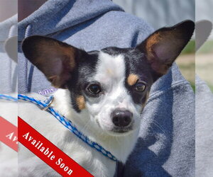 Jack-Rat Terrier Dogs for adoption in Huntley, IL, USA