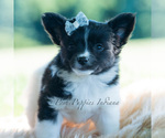 Small Photo #119 Chihuahua Puppy For Sale in WARSAW, IN, USA