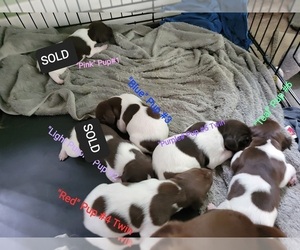 German Shorthaired Pointer Puppy for sale in HAYWARD, WI, USA