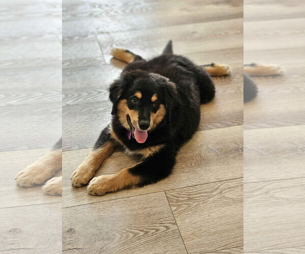 Medium Photo #2 Australian Retriever Puppy For Sale in Fort Worth, TX, USA