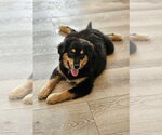 Small #1 Australian Retriever