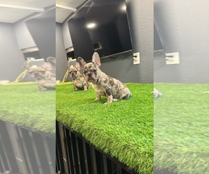 French Bulldog Puppy for sale in INTERLACHEN, FL, USA