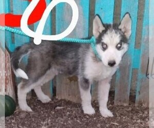 Siberian Husky Puppy for sale in FREDERICKSBG, OH, USA