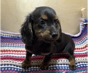 Dachshund Puppy for sale in PLATTE, SD, USA