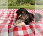 Small #2 Australian Shepherd