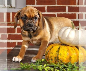 Puggle Puppy for sale in RICHLAND, PA, USA