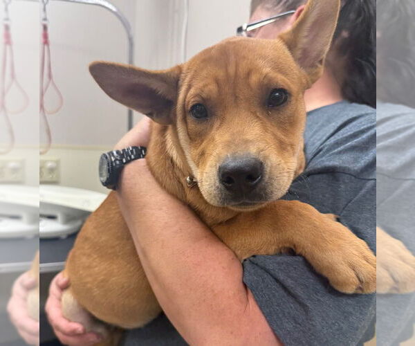 Medium Photo #1 Mutt Puppy For Sale in Great Bend, KS, USA