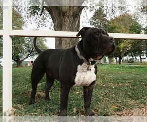 Father of the American Bully puppies born on 04/25/2022