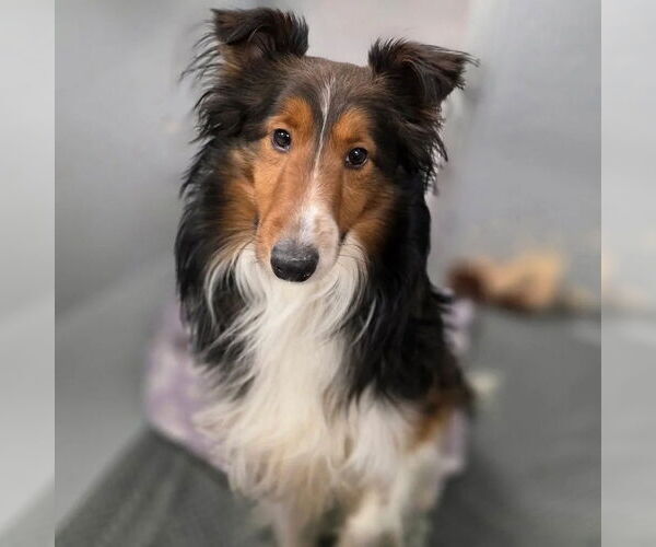 Medium Photo #1 Mutt Puppy For Sale in Dublin, OH, USA