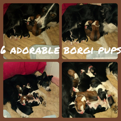 Border Collie-Pembroke Welsh Corgi Mix Puppy for sale in ORCHARD, CO, USA