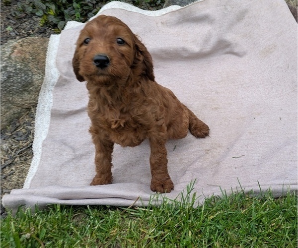 Medium Photo #80 Irish Doodle Puppy For Sale in GOSHEN, IN, USA