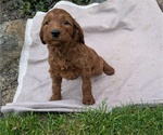 Small Photo #80 Irish Doodle Puppy For Sale in GOSHEN, IN, USA