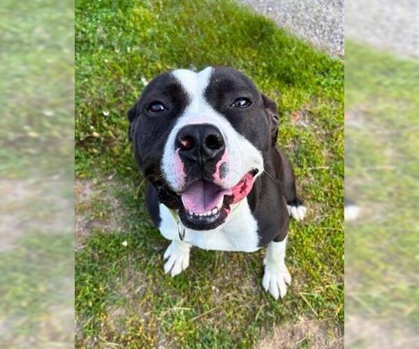 Medium Photo #2 American Pit Bull Terrier-Unknown Mix Puppy For Sale in Akron, OH, USA