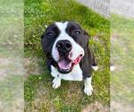 Small #1 American Pit Bull Terrier Mix