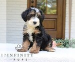 Small #2 Bernedoodle (Miniature)