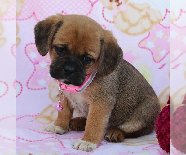 Medium Photo #7 Puggle Puppy For Sale in CHARLOTT HALL, MD, USA