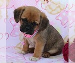 Small Photo #7 Puggle Puppy For Sale in CHARLOTT HALL, MD, USA