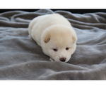 Small Photo #14 Shiba Inu Puppy For Sale in VIRGINIA BCH, VA, USA