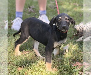 CHEDDAR BOB - Male Mutt Dog for Adoption - Photo #2