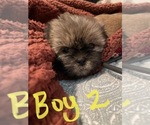 Small Photo #11 Shih Tzu Puppy For Sale in ORLANDO, FL, USA