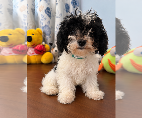 Medium Photo #4 Bichpoo Puppy For Sale in DURHAM, CT, USA