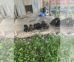Small Photo #15 Labrador Retriever Puppy For Sale in GOODSON, MO, USA